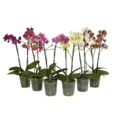 Orquídea Phalaenopsis Multiflora 2 Hastes Pote 12
